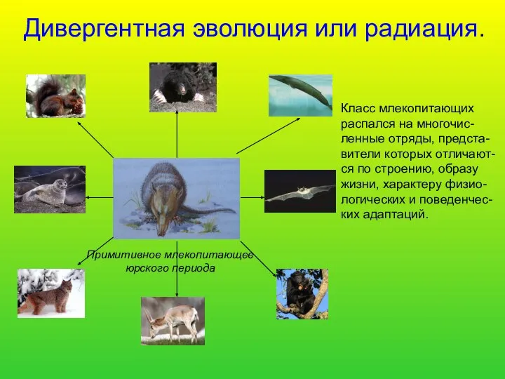 Дивергентная эволюция или радиация. Класс млекопитающих распался на многочис- ленные отряды,