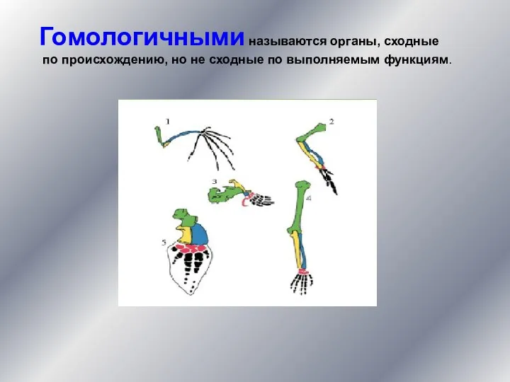 Гомологичными называются органы, сходные по происхождению, но не сходные по выполняемым функциям.