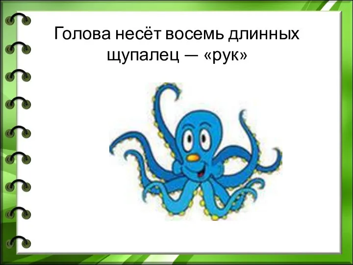 Голова несёт восемь длинных щупалец — «рук»