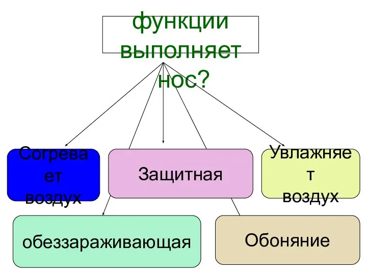 Какие функции выполняет нос? Согревает воздух Защитная Увлажняет воздух Обоняние обеззараживающая