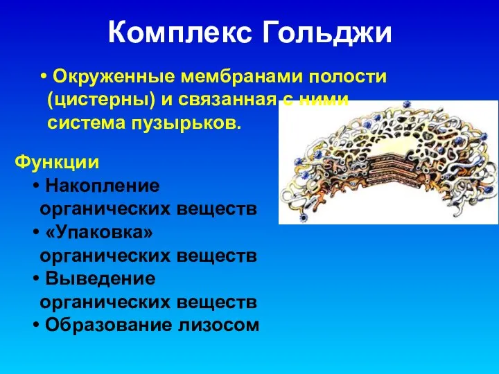 Комплекс Гольджи Функции Накопление органических веществ «Упаковка» органических веществ Выведение органических