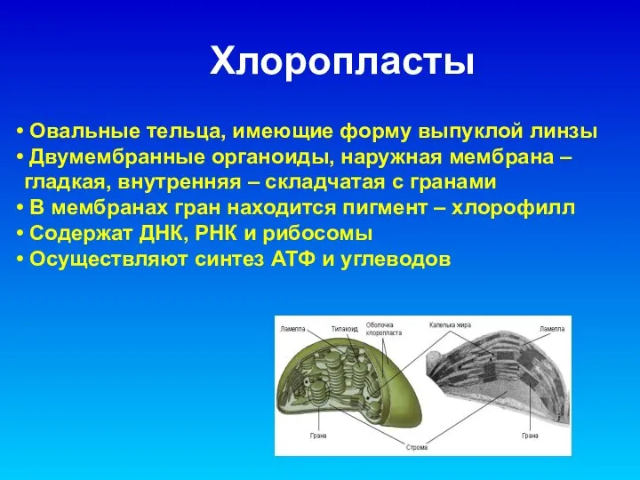 Овальные тельца, имеющие форму выпуклой линзы Двумембранные органоиды, наружная мембрана –