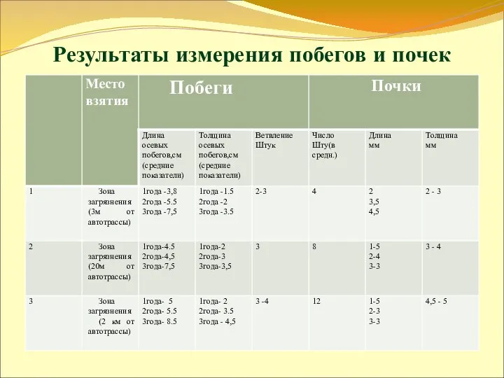 Результаты измерения побегов и почек