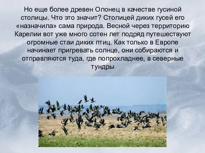 Но еще более древен Олонец в качестве гусиной столицы. Что это