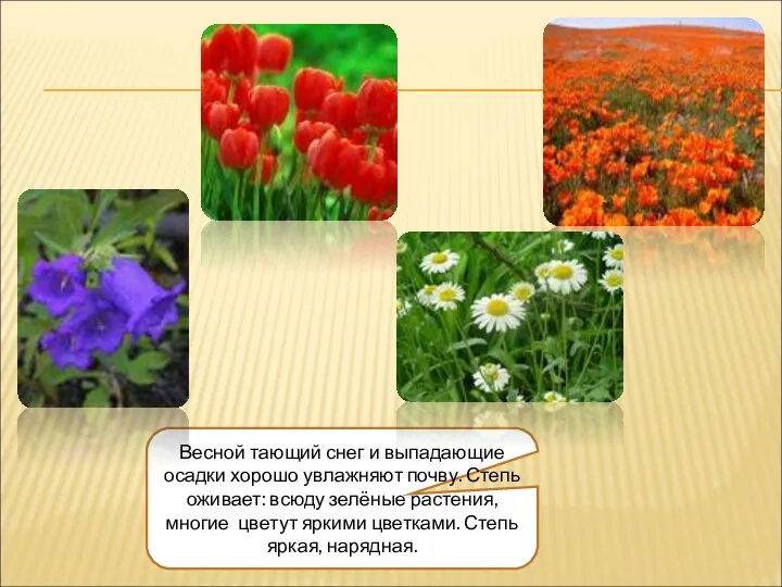 Весной тающий снег и выпадающие осадки хорошо увлажняют почву. Степь оживает: