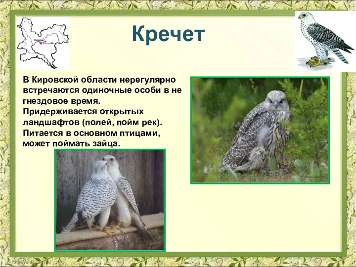 Кречет В Кировской области нерегулярно встречаются одиночные особи в не гнездовое