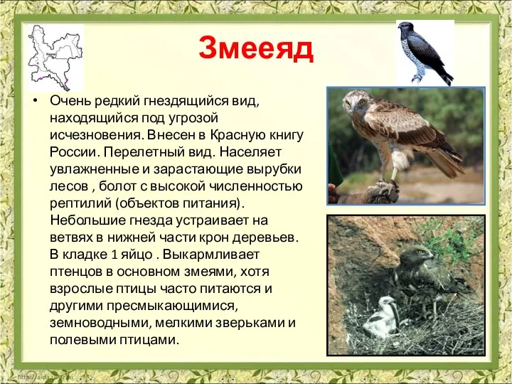 Змееяд Очень редкий гнездящийся вид, находящийся под угрозой исчезновения. Внесен в