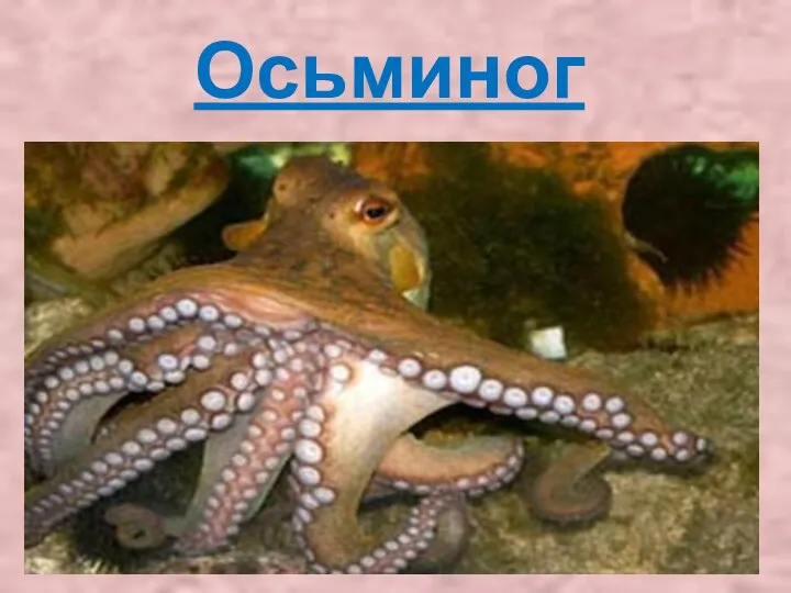 Осьминог