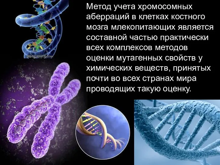 Метод учета хромосомных аберраций в клетках костного мозга млекопитающих является составной