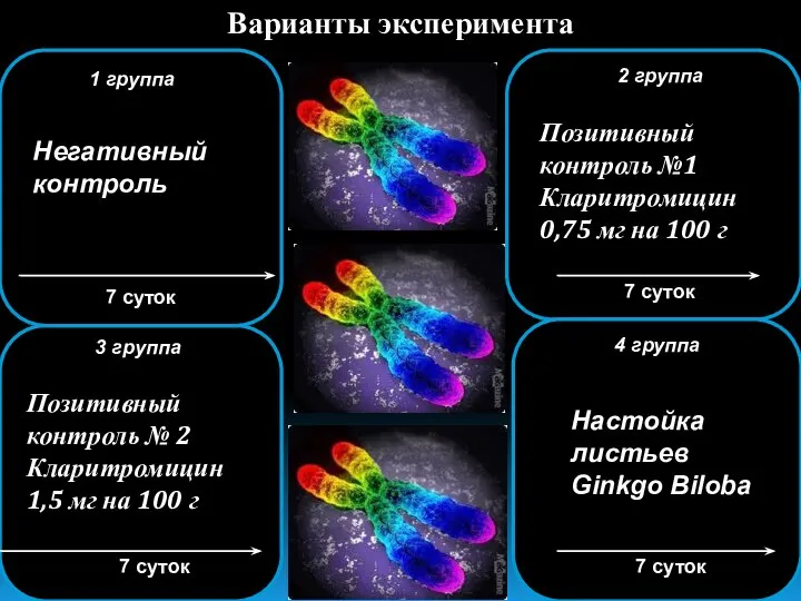 3 группа 7 суток Варианты эксперимента 7 суток 1 группа Негативный