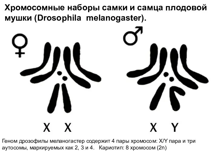 Хромосомные наборы самки и самца плодовой мушки (Drosophila melanogaster). Геном дрозофилы