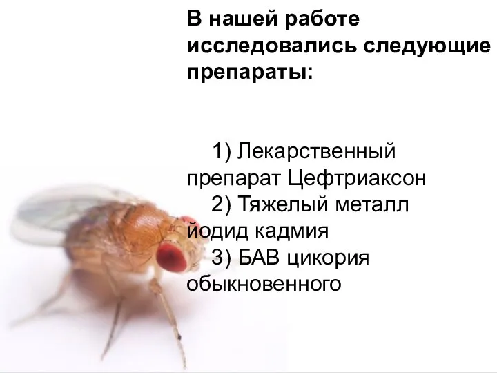 Домащенко А.Н. В нашей работе исследовались следующие препараты: 1) Лекарственный препарат