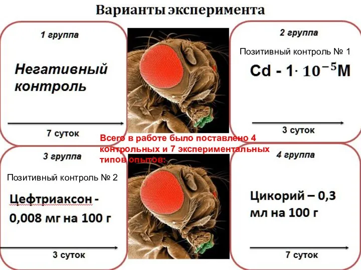 Цефтриаксон - 0,008 мг на 100 г 3 группа 3 суток