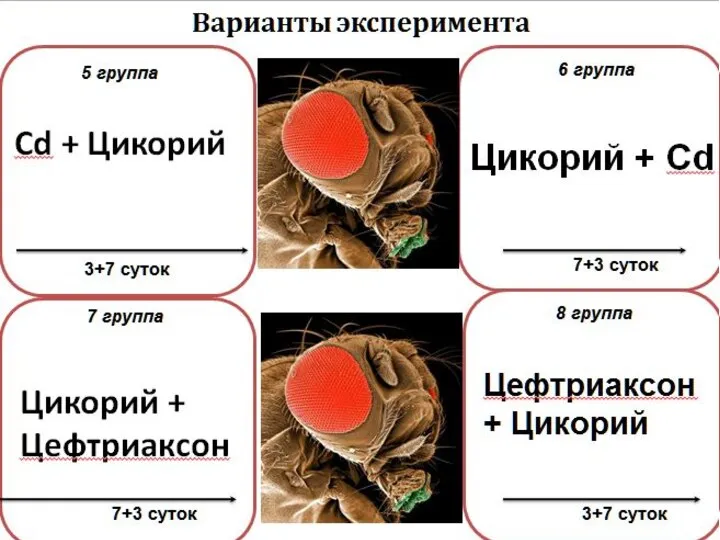 Цикорий + Цефтриаксон 7 группа 7+3 суток Варианты эксперимента 3+7 суток