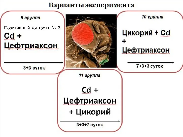 Cd + Цефтриаксон + Цикорий 11 группа 3+3+7 суток Варианты эксперимента