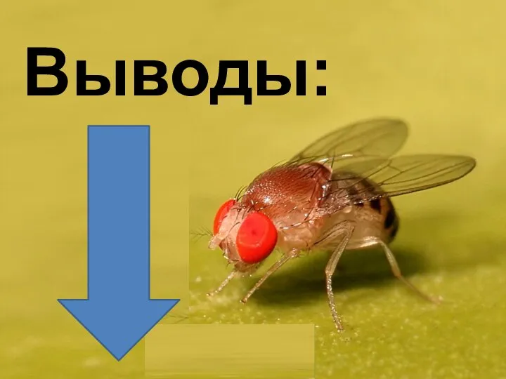 Выводы: