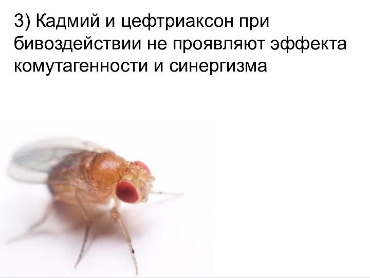 Домащенко А.Н. 3) Кадмий и цефтриаксон при бивоздействии не проявляют эффекта комутагенности и синергизма