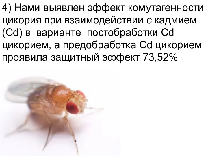 Домащенко А.Н. 4) Нами выявлен эффект комутагенности цикория при взаимодействии с