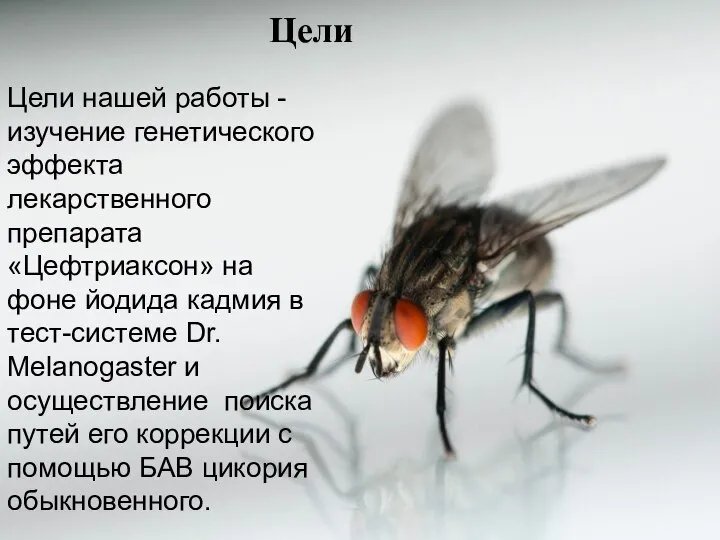 Цели Цели нашей работы - изучение генетического эффекта лекарственного препарата «Цефтриаксон»