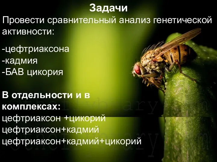 Домащенко А.Н. -цефтриаксона -кадмия -БАВ цикория В отдельности и в комплексах: