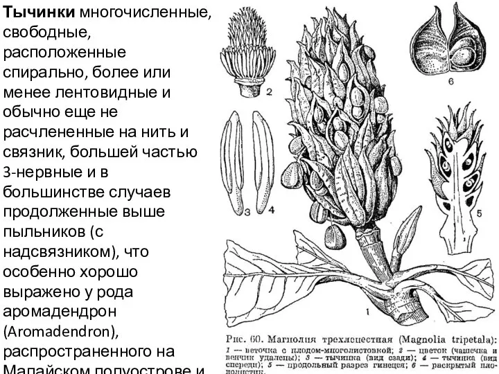 Тычинки многочисленные, свободные, расположенные спирально, более или менее лентовидные и обычно