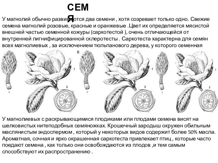 У магнолий обычно развиваются два семени , хотя созревает только одно.