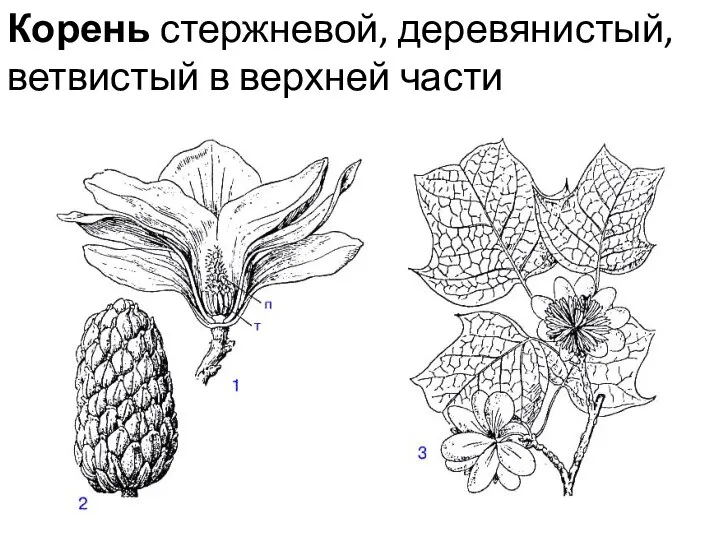 Корень стержневой, деревянистый, ветвистый в верхней части