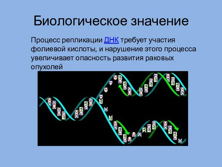 Биологическое значение Процесс репликации ДНК требует участия фолиевой кислоты, и нарушение