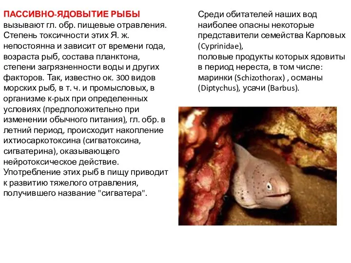 ПАССИВНО-ЯДОВЫТИЕ РЫБЫ вызывают гл. обр. пищевые отравления. Степень токсичности этих Я.