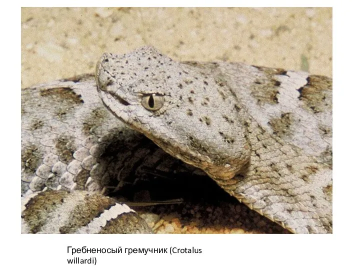 Гребненосый гремучник (Crotalus willardi)