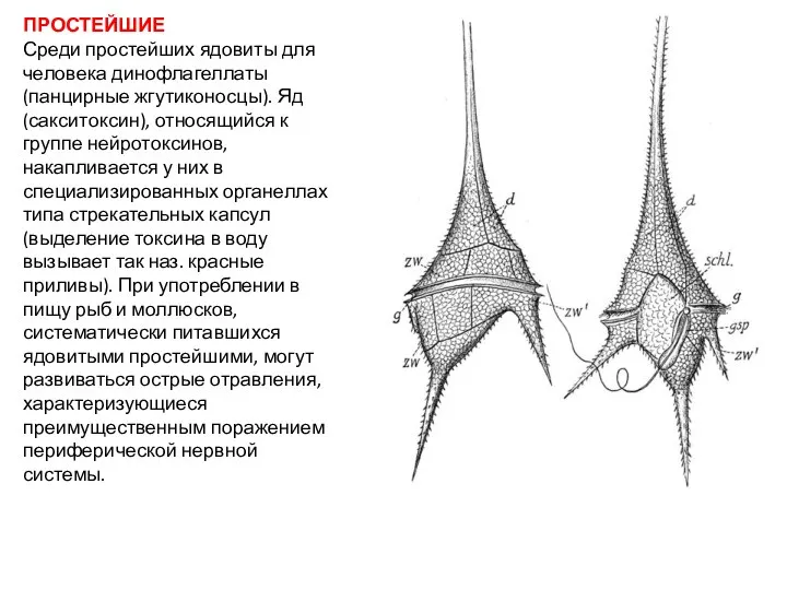 ПРОСТЕЙШИЕ Среди простейших ядовиты для человека динофлагеллаты (панцирные жгутиконосцы). Яд (сакситоксин),