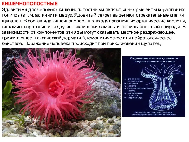 КИШЕЧНОПОЛОСТНЫЕ Ядовитыми для человека кишечнополостными являются нек-рые виды коралловых полипов (в