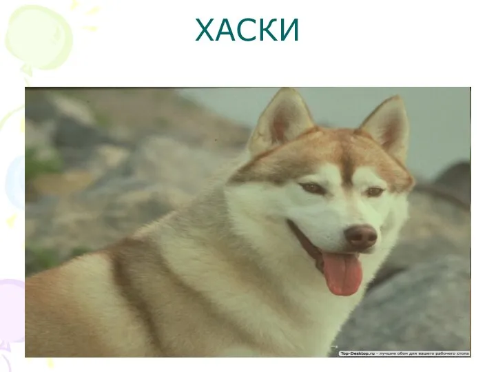 ХАСКИ