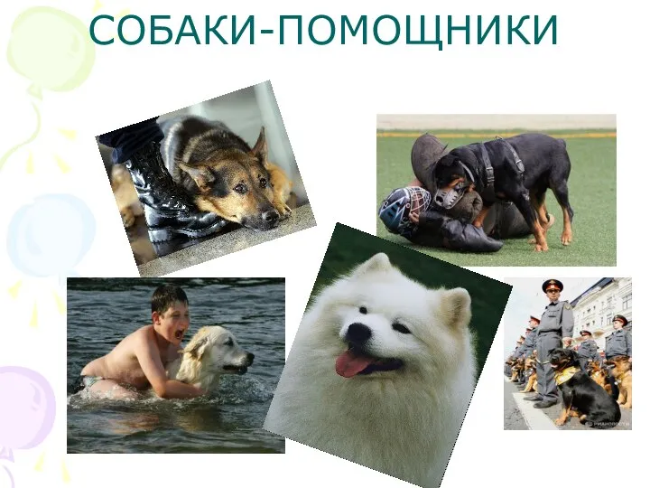 СОБАКИ-ПОМОЩНИКИ