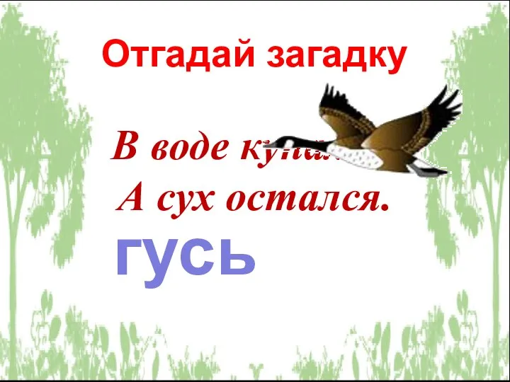 В воде купался, А сух остался. Отгадай загадку гусь