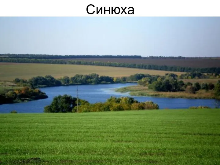 Синюха