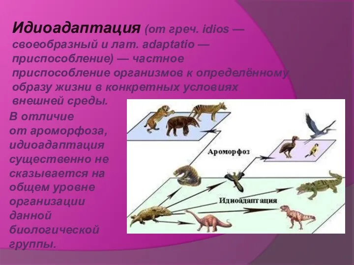 Идиоадаптация (от греч. idios — своеобразный и лат. adaptatio — приспособление)