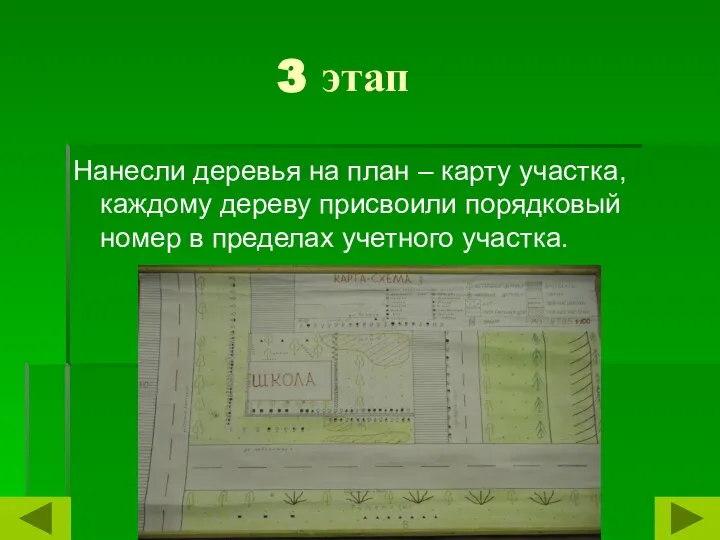 3 этап Нанесли деревья на план – карту участка, каждому дереву