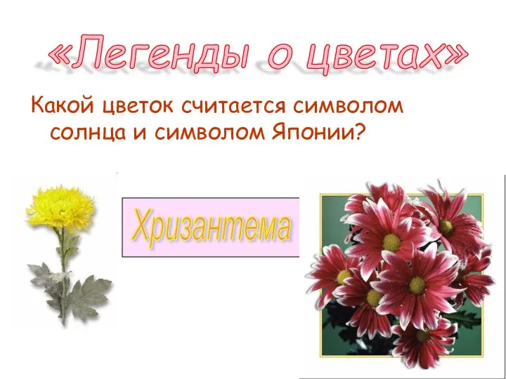 Какой цветок считается символом солнца и символом Японии? «Легенды о цветах» Хризантема