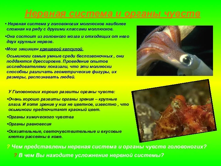 Нервная система и органы чувств Нервная система у головоногих моллюсков наиболее
