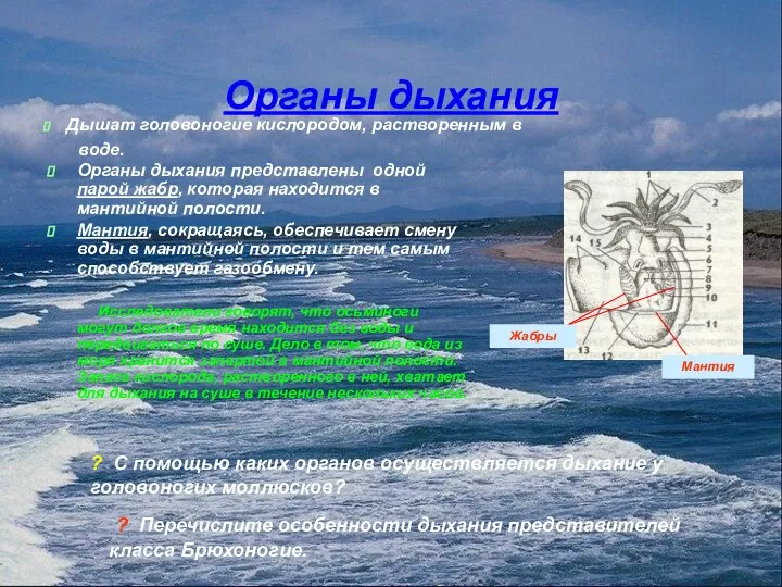 Органы дыхания Органы дыхания представлены одной парой жабр, которая находится в