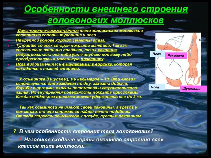 Особенности внешнего строения головоногих моллюсков Двусторонне-симметричное тело головоногих моллюсков состоит из