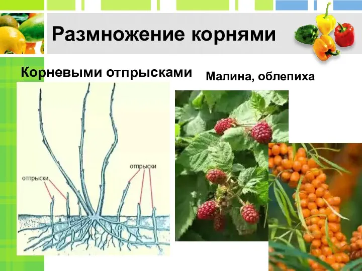 Размножение корнями Корневыми отпрысками Малина, облепиха