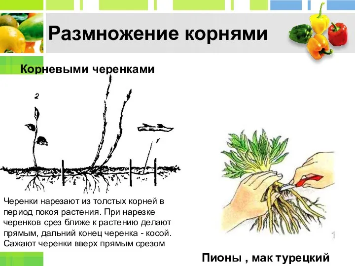 Корневыми черенками Пионы , мак турецкий Размножение корнями Черенки нарезают из