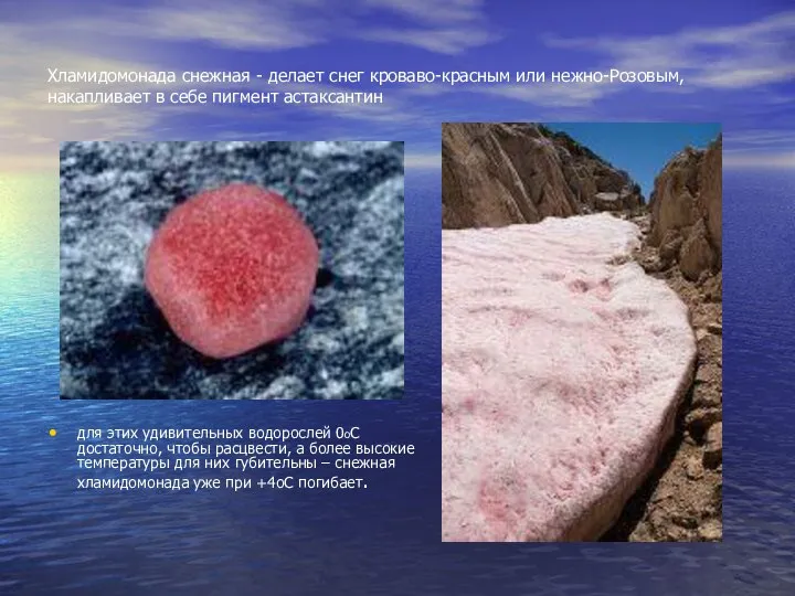 Хламидомонада снежная - делает снег кроваво-красным или нежно-Розовым, накапливает в себе
