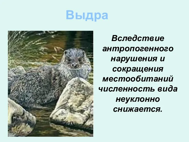 Выдра Вследствие антропогенного нарушения и сокращения местообитаний численность вида неуклонно снижается.