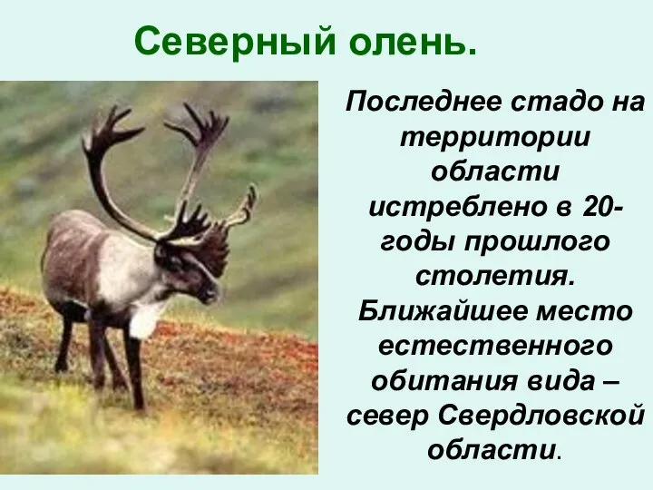 Северный олень. Последнее стадо на территории области истреблено в 20-годы прошлого