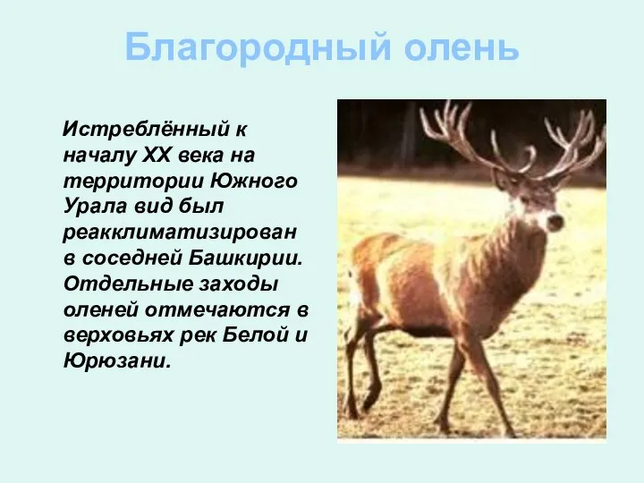 Благородный олень Истреблённый к началу ХХ века на территории Южного Урала