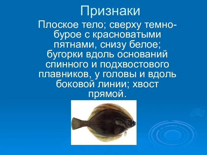 Признаки Плоское тело; сверху темно-бурое с красноватыми пятнами, снизу белое; бугорки