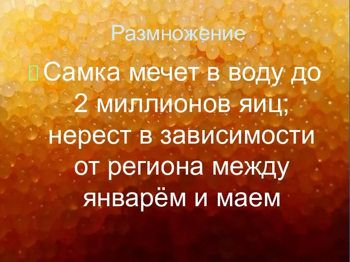 Размножение Самка мечет в воду до 2 миллионов яиц; нерест в